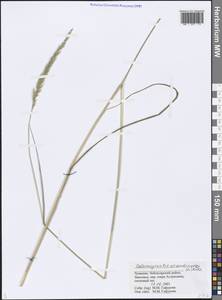 Calamagrostis arundinacea (L.) Roth, Eastern Europe, Middle Volga region (E8) (Russia)