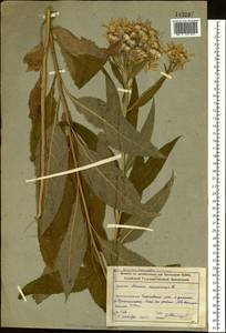 Senecio nemorensis L., Siberia, Altai & Sayany Mountains (S2) (Russia)