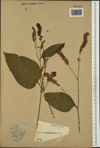 Persicaria orientalis (L.) Spach, Western Europe (EUR)