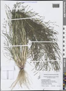 Eragrostis albensis H.Scholz, Eastern Europe, Central region (E4) (Russia)