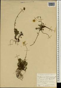 Tripleurospermum caucasicum (Willd.) Hayek, South Asia, South Asia (Asia outside ex-Soviet states and Mongolia) (ASIA) (Turkey)