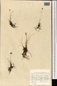 Carex duriuscula C.A.Mey., Mongolia (MONG) (Mongolia)