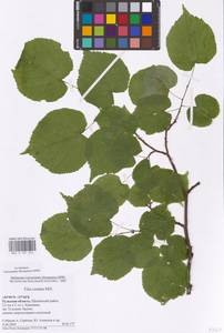 Tilia cordata Mill., Eastern Europe, Central region (E4) (Russia)