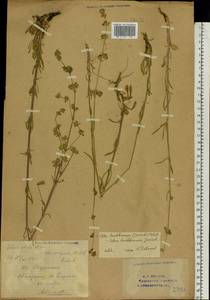 Silene baschkirorum Janisch., Eastern Europe, Eastern region (E10) (Russia)