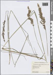 Calamagrostis stricta (Timm) Koeler, Siberia, Western Siberia (S1) (Russia)