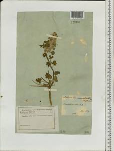Lagopsis marrubiastrum (Stephan) Ikonn.-Gal., Siberia (no precise locality) (S0) (Russia)