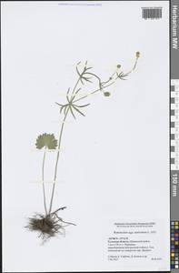 Ranunculus auricomus L., Eastern Europe, Central region (E4) (Russia)