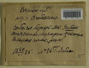 Dicranum scoparium Hedw., Bryophytes, Bryophytes - Permsky Krai, Udmurt Republic, Sverdlovsk & Kirov Oblasts (B8) (Russia)