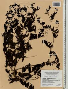 Lathyrus niger (L.)Bernh., Eastern Europe, West Ukrainian region (E13) (Ukraine)