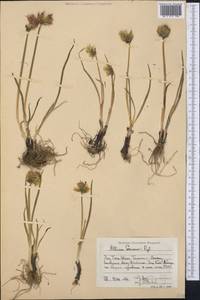 Allium semenovii Regel, Middle Asia, Western Tian Shan & Karatau (M3) (Kazakhstan)