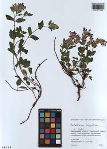 Scutellaria mongolica Sobolevsk., Siberia, Altai & Sayany Mountains (S2) (Russia)