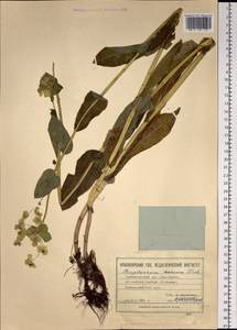 Bupleurum aureum Fisch., Siberia, Altai & Sayany Mountains (S2) (Russia)