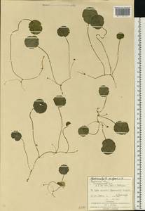 Hydrocotyle vulgaris L., Eastern Europe, West Ukrainian region (E13) (Ukraine)