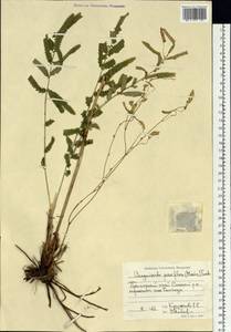 Poterium tenuifolium var. alba (Trautv. & C. A. Mey.), Siberia, Russian Far East (S6) (Russia)