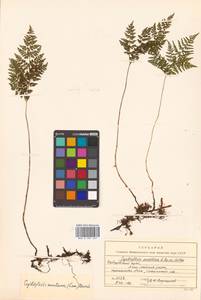 Cystopteris montana (Lam.) Desv., Siberia, Russian Far East (S6) (Russia)