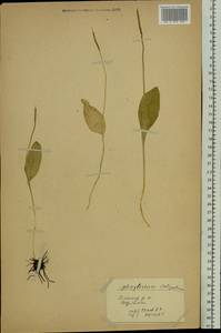 Ophioglossum vulgatum L., Eastern Europe, Moscow region (E4a) (Russia)