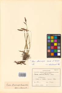 Carex flavocuspis Franch. & Sav., Siberia, Russian Far East (S6) (Russia)