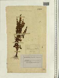 Mentha micrantha (Fisch. ex Benth.) Haw. ex Schult. & Schult.f., Eastern Europe, Lower Volga region (E9) (Russia)