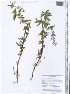 Galium turkestanicum Pobed., Middle Asia, Western Tian Shan & Karatau (M3) (Kyrgyzstan)