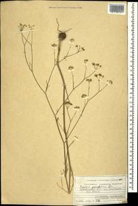 Bunium paucifolium DC., Caucasus, Azerbaijan (K6) (Azerbaijan)