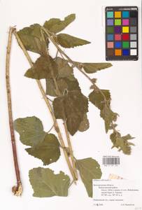 Althaea officinalis L., Eastern Europe, Central forest-and-steppe region (E6) (Russia)