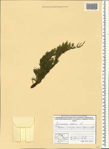 Juniperus sabina L., Crimea (KRYM) (Russia)
