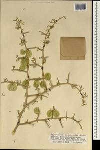 Zygophyllum xanthoxylum (Bunge) Maxim., Mongolia (MONG) (Mongolia)