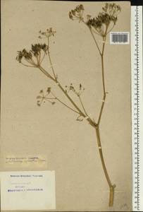 Anthriscus sylvestris (L.) Hoffm., Eastern Europe, Northern region (E1) (Russia)