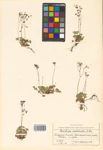 Micranthes nudicaulis (D. Don) Gornall & H. Ohba, Siberia, Russian Far East (S6) (Russia)