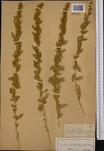 Krascheninnikovia ceratoides (L.) Gueldenst., Middle Asia, Dzungarian Alatau & Tarbagatai (M5) (Kazakhstan)