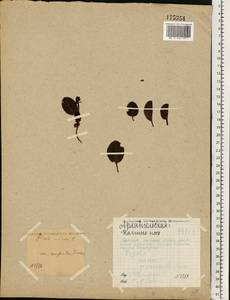 Pyrola minor L., Eastern Europe, Northern region (E1) (Russia)
