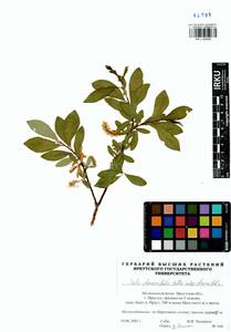 Salix rhamnifolia Pall., Siberia, Baikal & Transbaikal region (S4) (Russia)