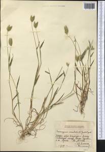 Eremopyrum orientale (L.) Jaub. & Spach, Middle Asia, Dzungarian Alatau & Tarbagatai (M5) (Kazakhstan)