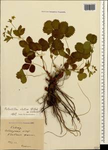 Potentilla elatior Willd. ex Schltdl., Caucasus, Abkhazia (K4a) (Abkhazia)