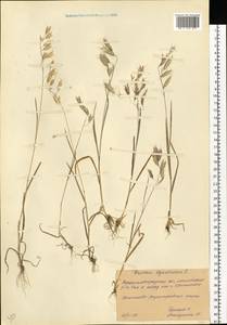 Bromus squarrosus L., Eastern Europe, North Ukrainian region (E11) (Ukraine)