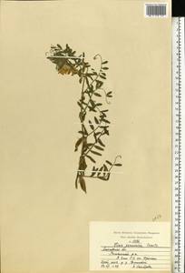 Vicia pannonica Crantz, Eastern Europe, Moscow region (E4a) (Russia)