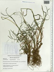 Glyceria notata Chevall., Eastern Europe, Central forest region (E5) (Russia)