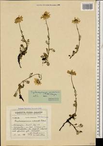 Tripleurospermum caucasicum (Willd.) Hayek, Caucasus, Georgia (K4) (Georgia)