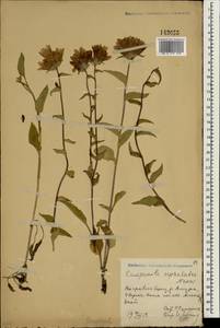 Campanula glomerata subsp. speciosa (Hornem. ex Spreng.) Domin, South Asia, South Asia (Asia outside ex-Soviet states and Mongolia) (ASIA) (China)