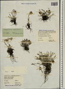 Omalotheca supina (L.) DC., Caucasus, North Ossetia, Ingushetia & Chechnya (K1c) (Russia)