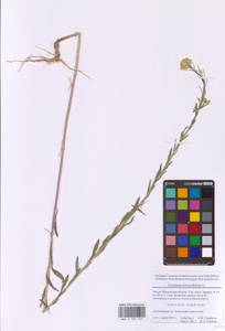 Erysimum odoratum Ehrh., Eastern Europe, Moscow region (E4a) (Russia)