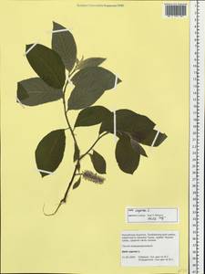 Salix caprea L., Siberia, Baikal & Transbaikal region (S4) (Russia)