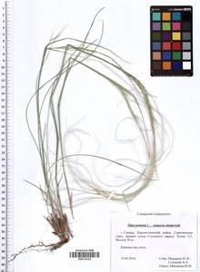 Stipa pennata L., Eastern Europe, Middle Volga region (E8) (Russia)