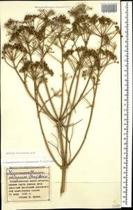 Bilacunaria microcarpa (M. Bieb.) Pimenov & V. N. Tikhom., Caucasus, Azerbaijan (K6) (Azerbaijan)