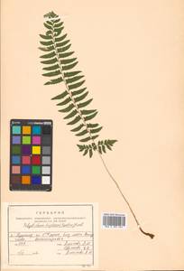 Polystichum tripteron (Kunze) C. Presl, Siberia, Russian Far East (S6) (Russia)