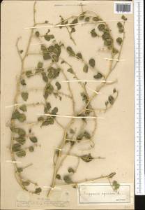 Capparis spinosa, Middle Asia, Muyunkumy, Balkhash & Betpak-Dala (M9) (Kazakhstan)