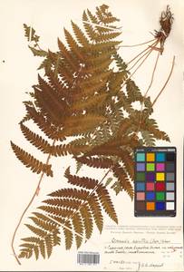 Osmundastrum cinnamomeum subsp. asiaticum (Fern.) Fraser-Jenkins, Siberia, Russian Far East (S6) (Russia)