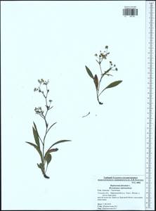 Bupleurum falcatum L., Eastern Europe, Central region (E4) (Russia)