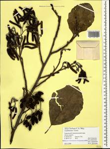 Alnus glutinosa subsp. barbata (C.A.Mey.) Yalt., Caucasus, Azerbaijan (K6) (Azerbaijan)