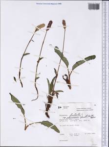 Bistorta plumosa (Small) Greene, America (AMER) (Canada)